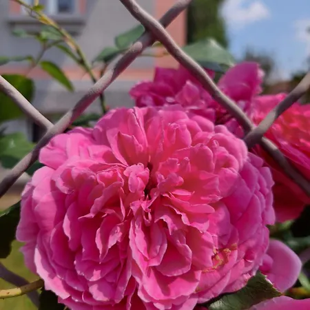 Privat bolig R24, Rose House Ljubljana