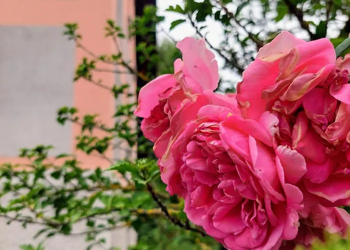 Accommodatie bij particulieren R24, Rose House Ljubljana