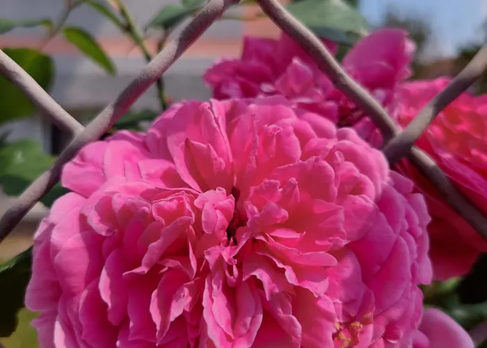 Accommodatie bij particulieren R24, Rose House Ljubljana