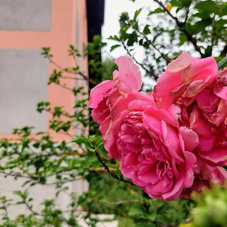 Pansiyon R24, Rose House Ljubljana